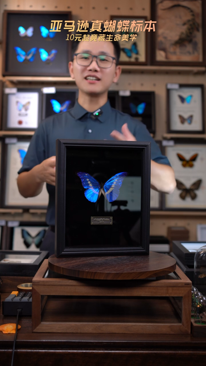 蝴蝶标本摆件竞拍光明女神闪蝶标本