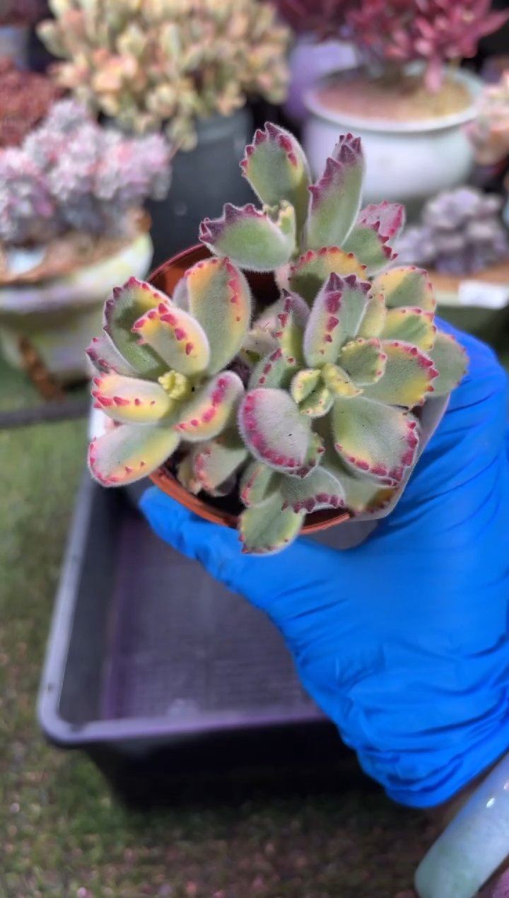 【闪购商品】04648