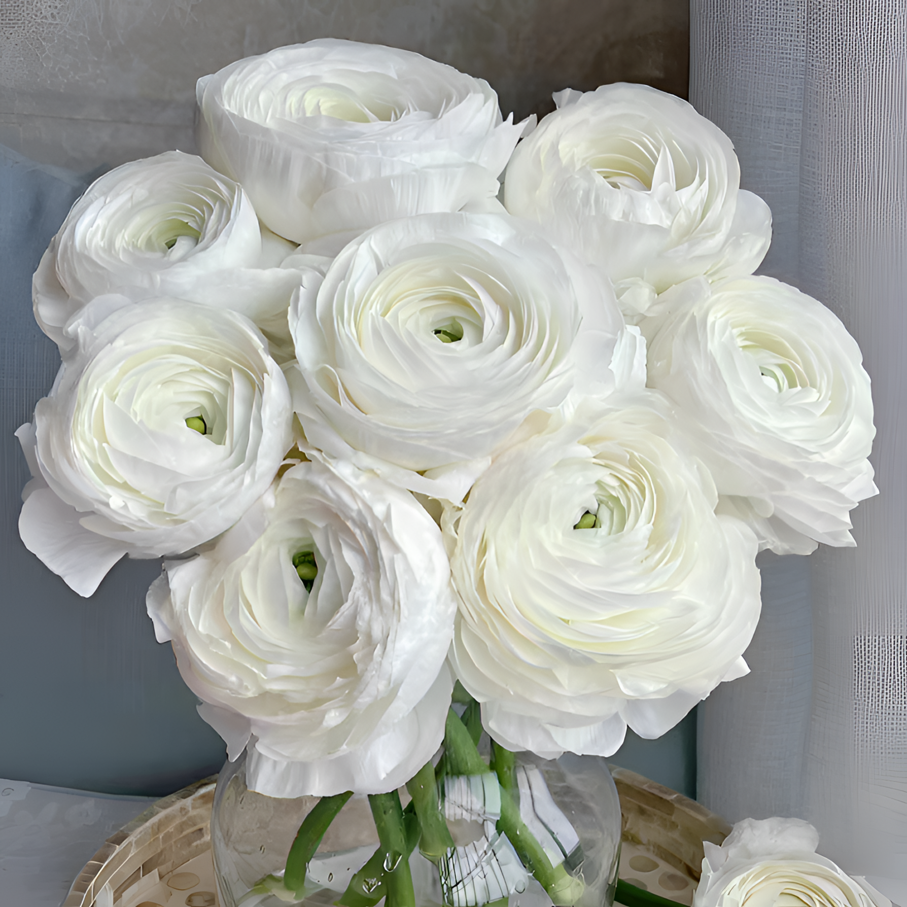 【银座鲜花】洋牡丹 白配花原装整扎10支每扎-全店任选满59.9顺丰包邮鲜切花家居花生活鲜花