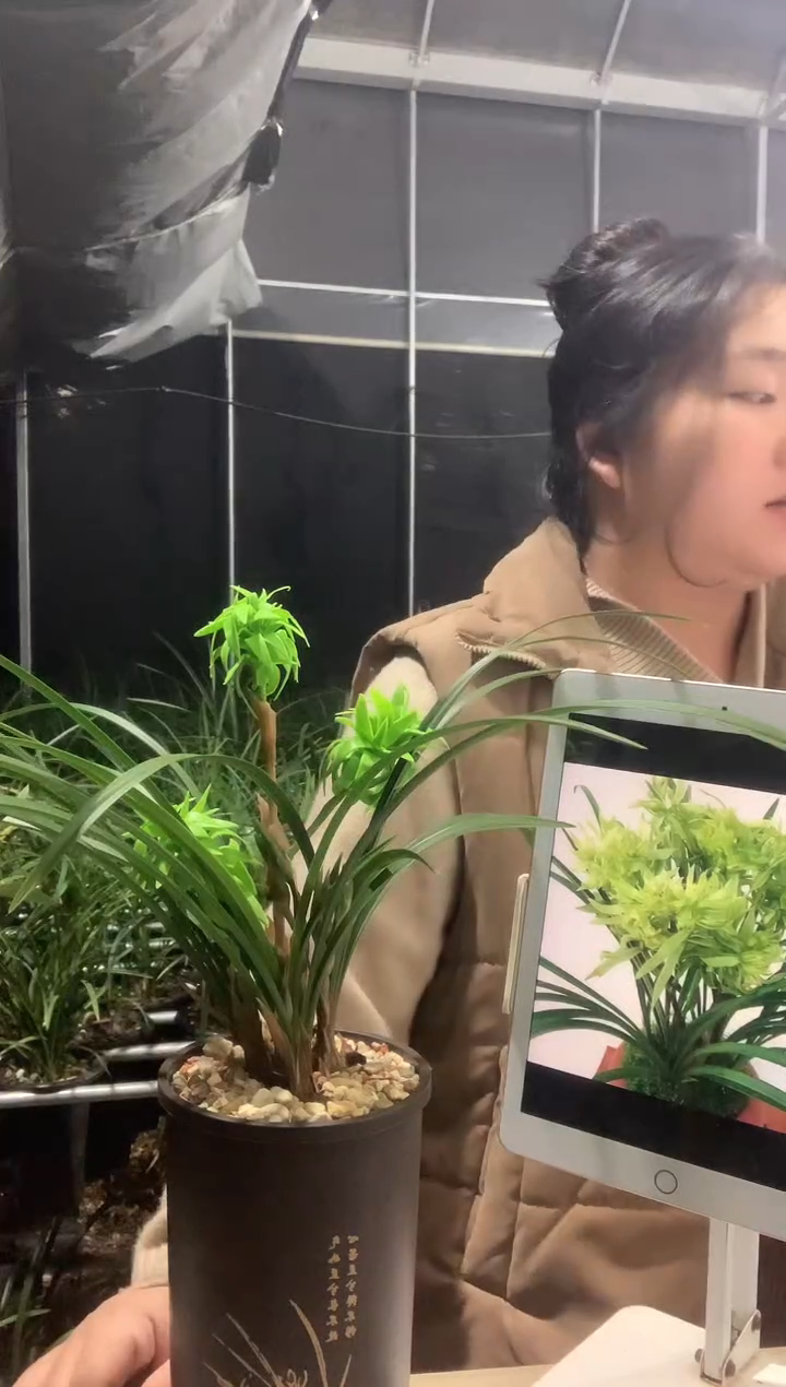 大部分开放少量花苞花开富贵5苗带花种好发货