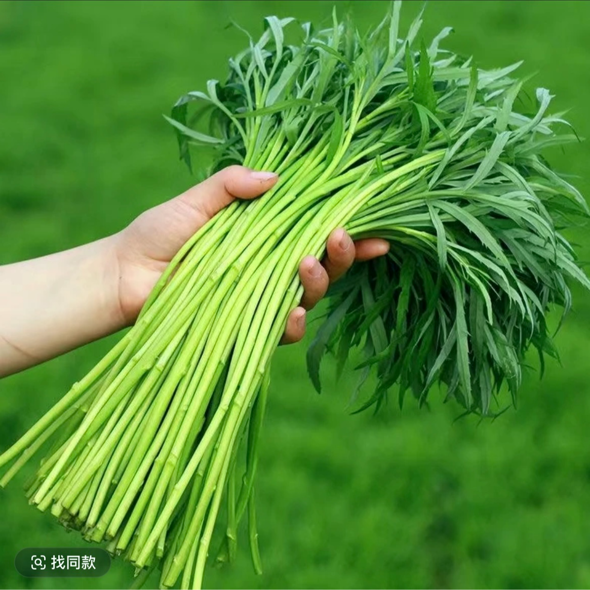 南京八卦洲芦蒿本土农家菜新鲜采摘绿色蔬菜