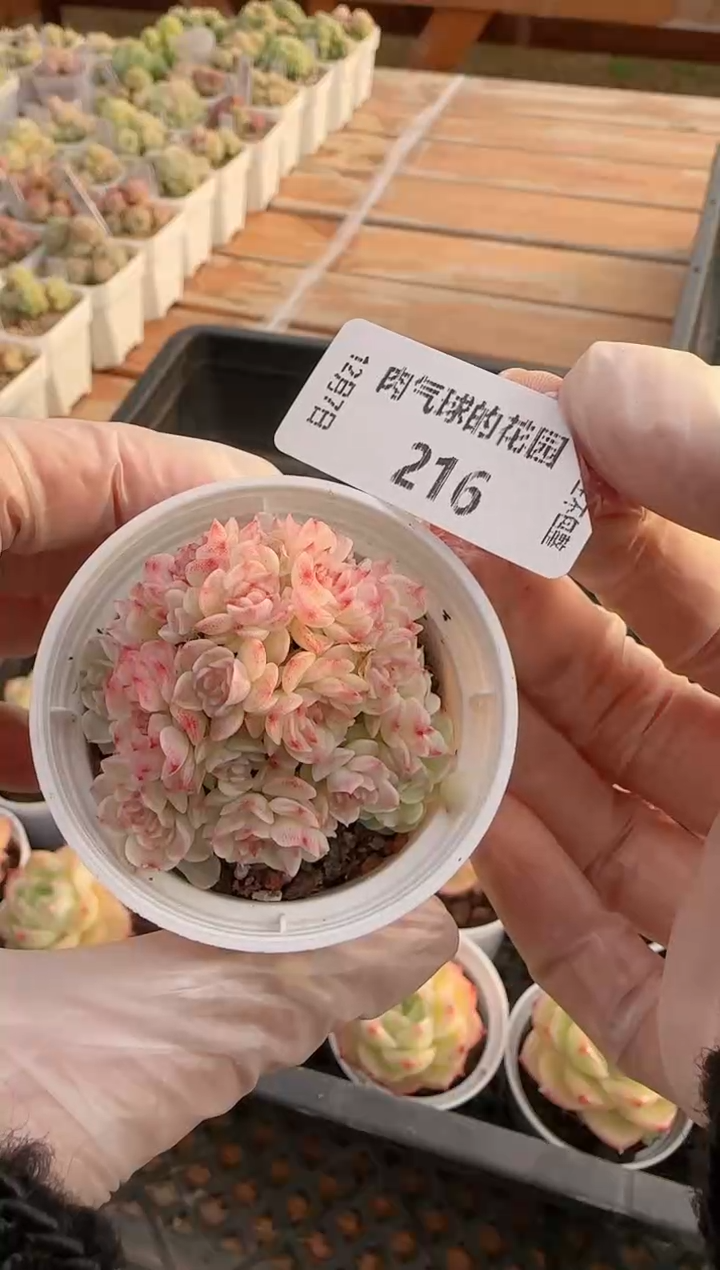 1207-216HT-8多肉群生不包整