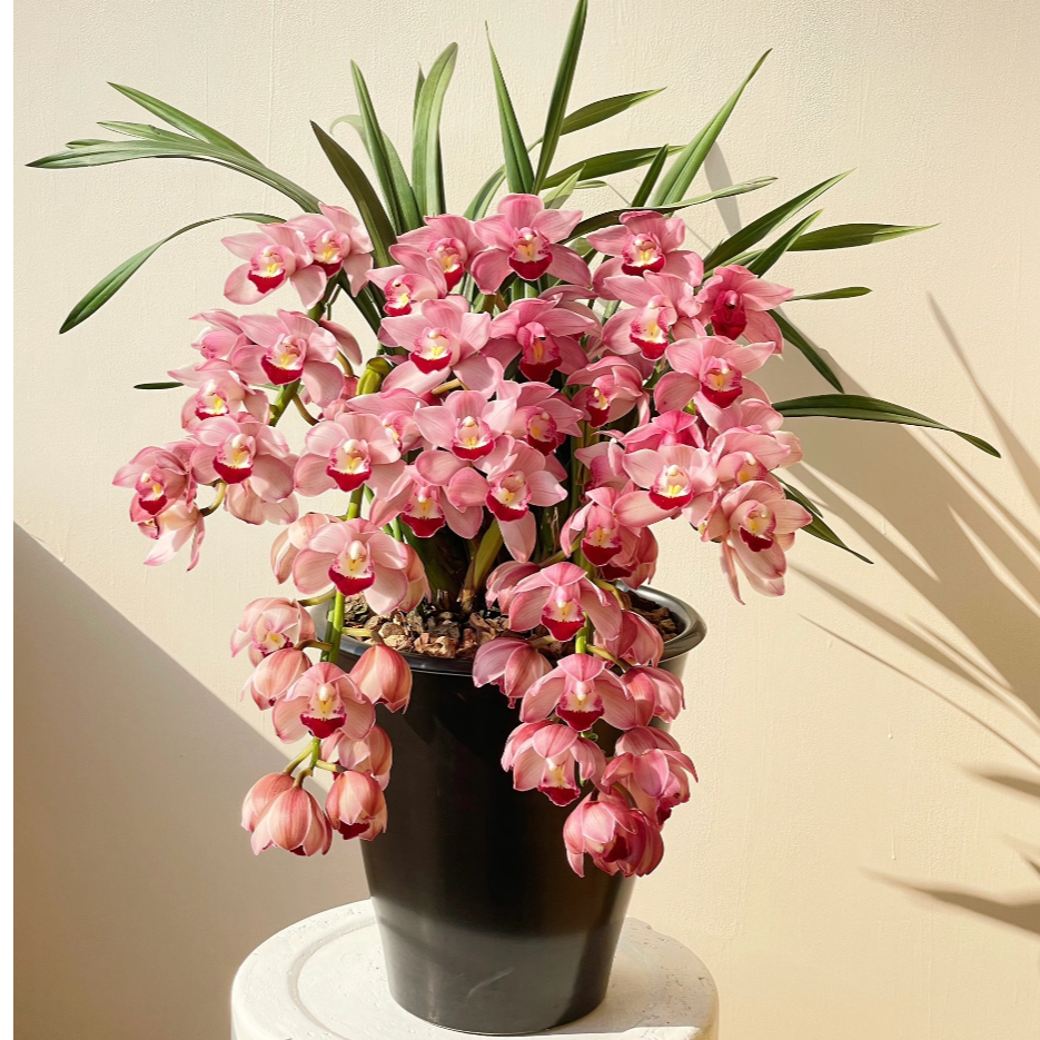 [赞美神]高端室内盆栽大花蕙兰5支花剑起发云南基地直发