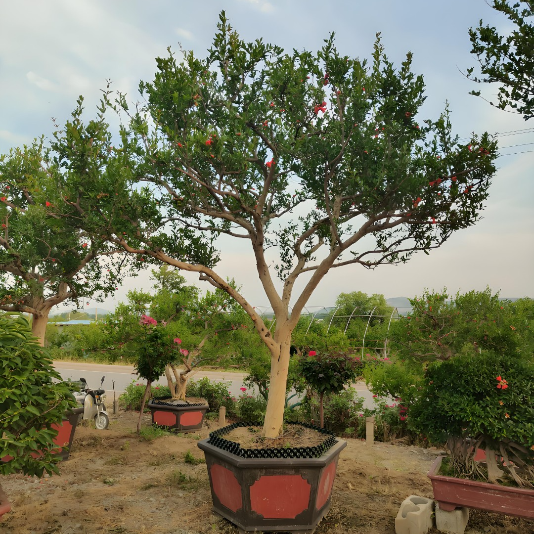 突尼斯软籽盆栽庭院绿植一物一拍