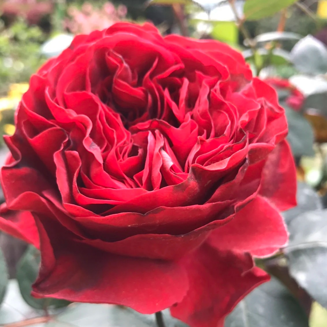 风中的玫瑰1.5加仑修剪发货成都露天月季独杆独颗原盆原土盆发货