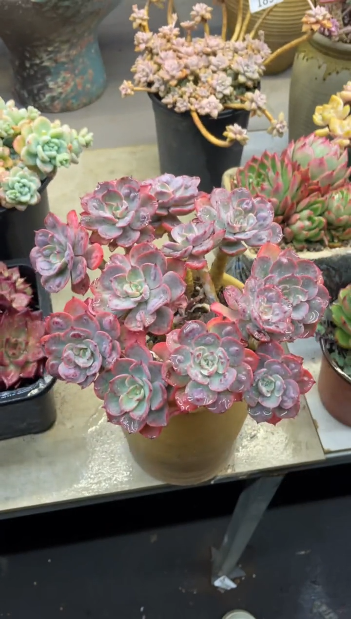 【闪购商品】190雨滴