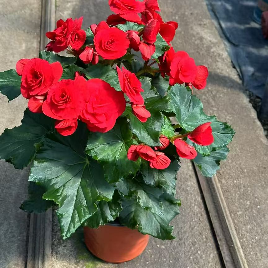【丽格海棠】四季开花室内阳台盆栽好养活三角梅桂花天竺葵