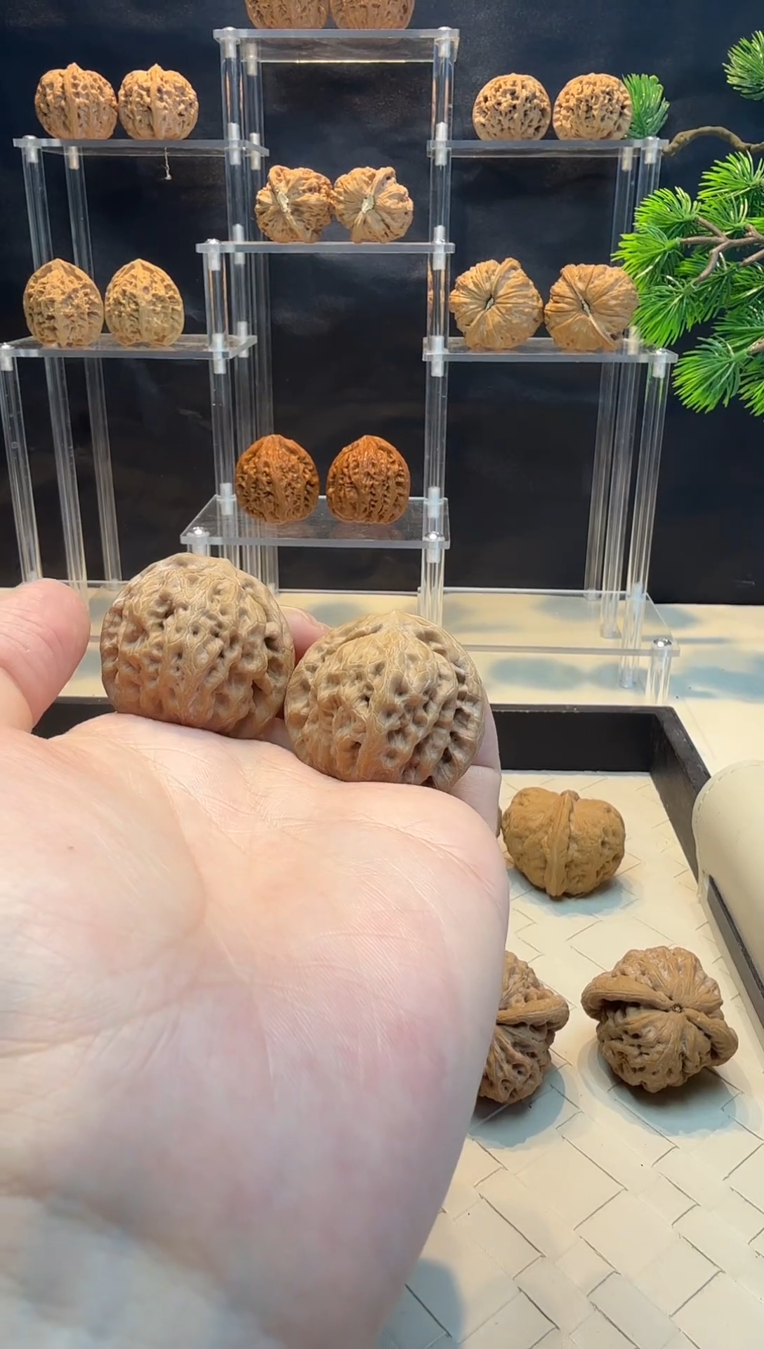 把件文玩核桃39全品金公子