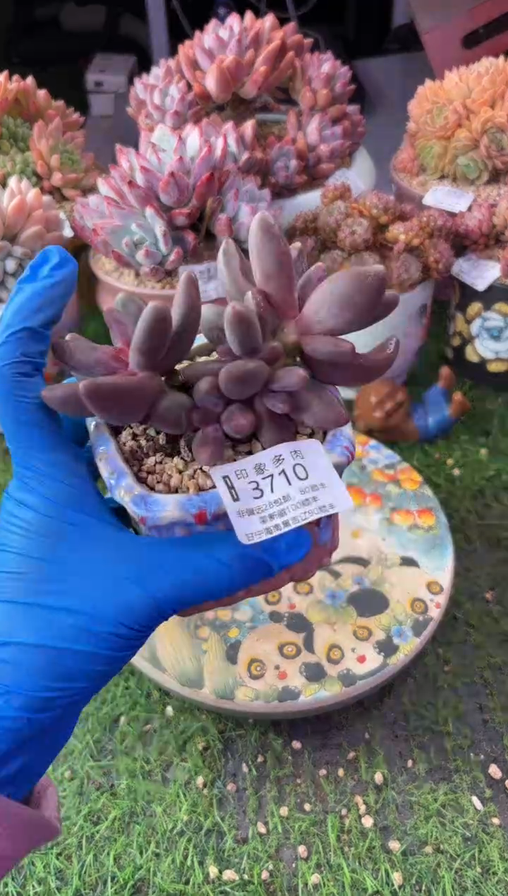 昆明印象多肉3710
