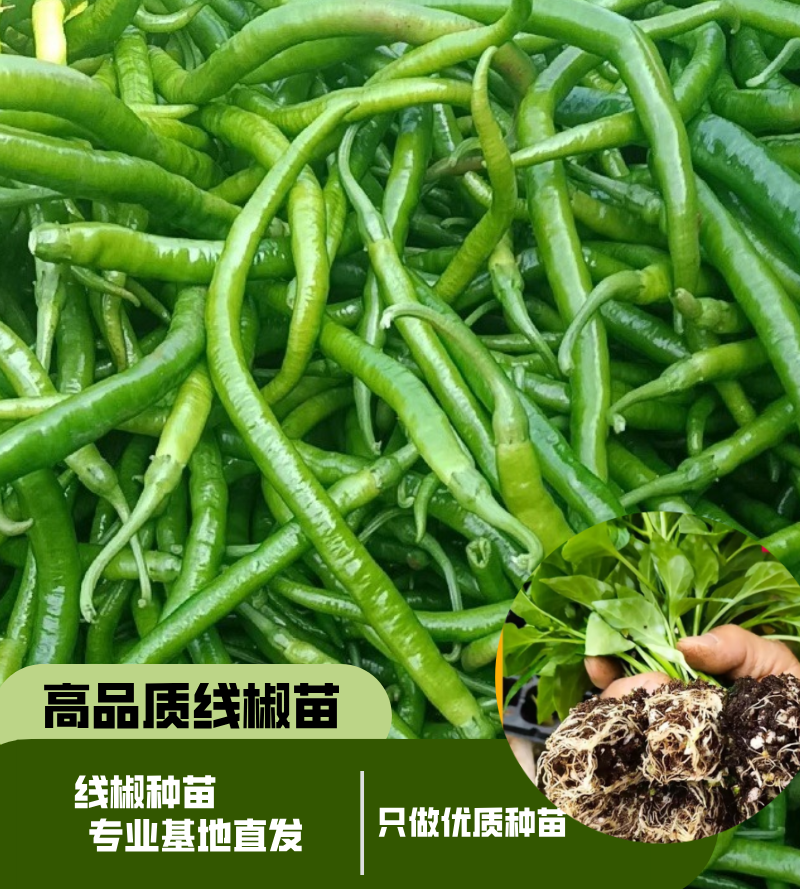 线椒苗高产带土发货辣椒苗辣味足四季种植阳台盆栽露天地栽