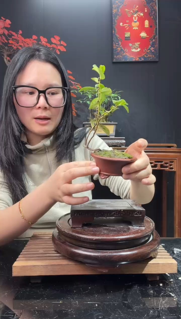 完全开放野桂花000