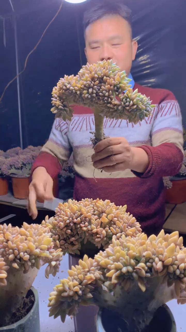 【闪购商品】缀化108