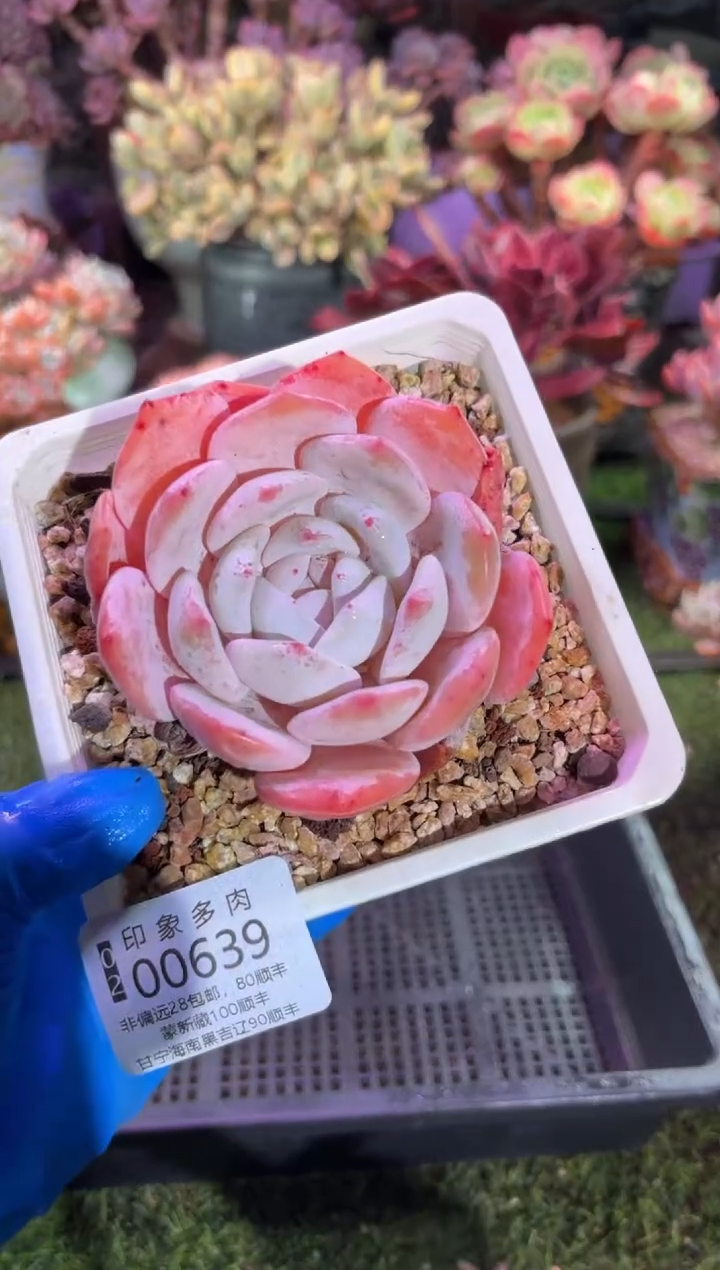 【闪购商品】00639