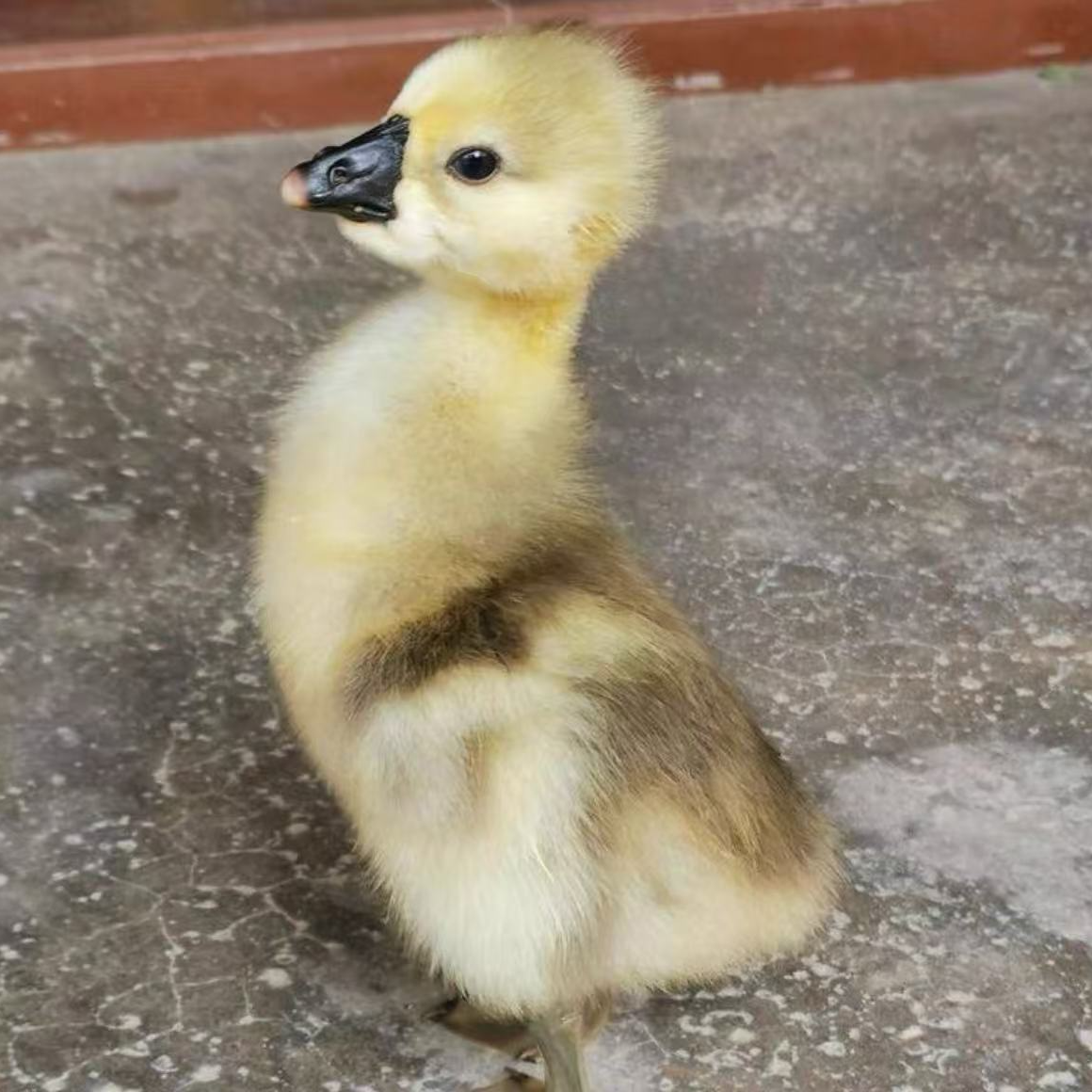 三两（左右）（大种狮头）大品种顺丰速运包邮宠物活体禽类活体