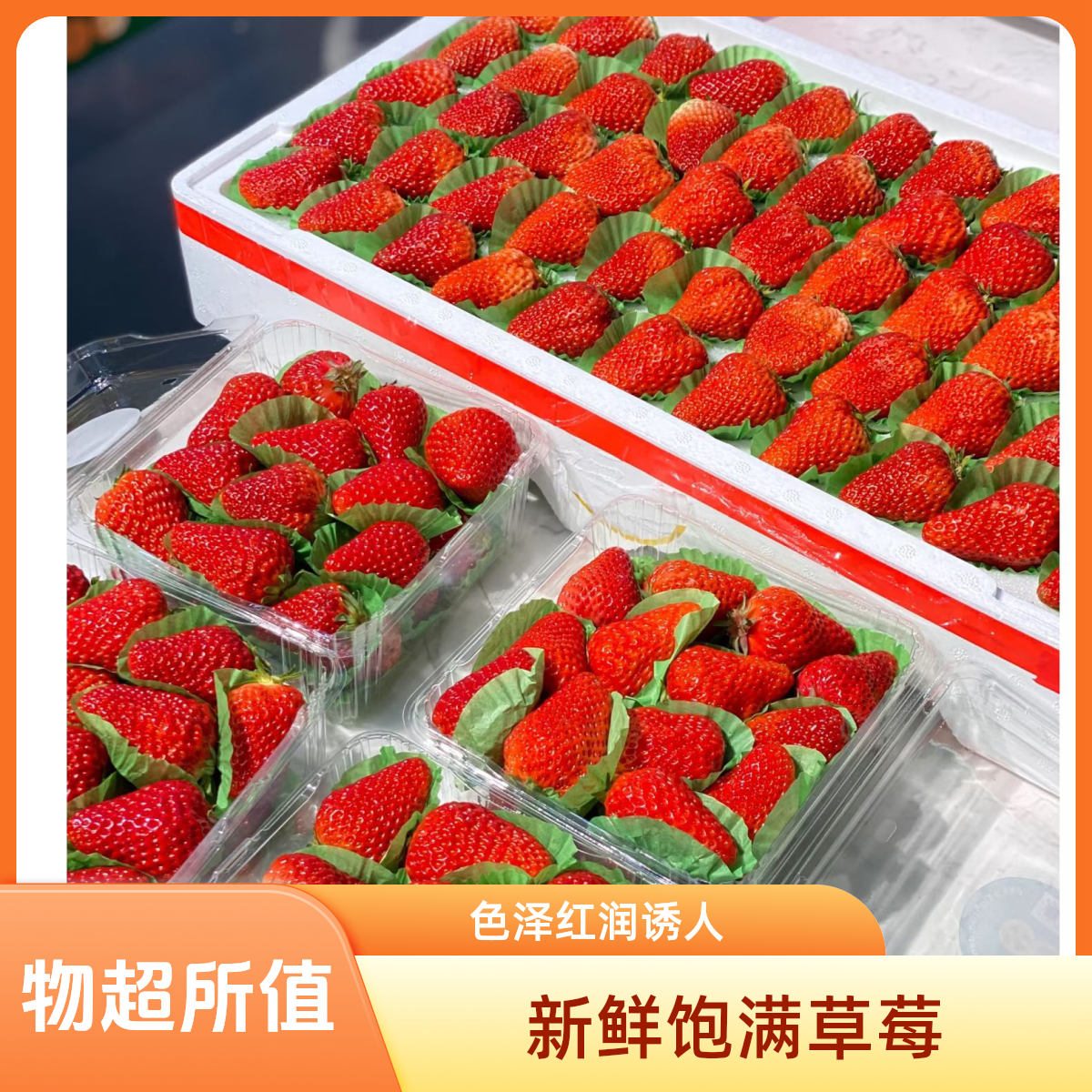 【草莓大咖】正宗丹东九九草莓5排大果4.5斤左右188元辽宁省