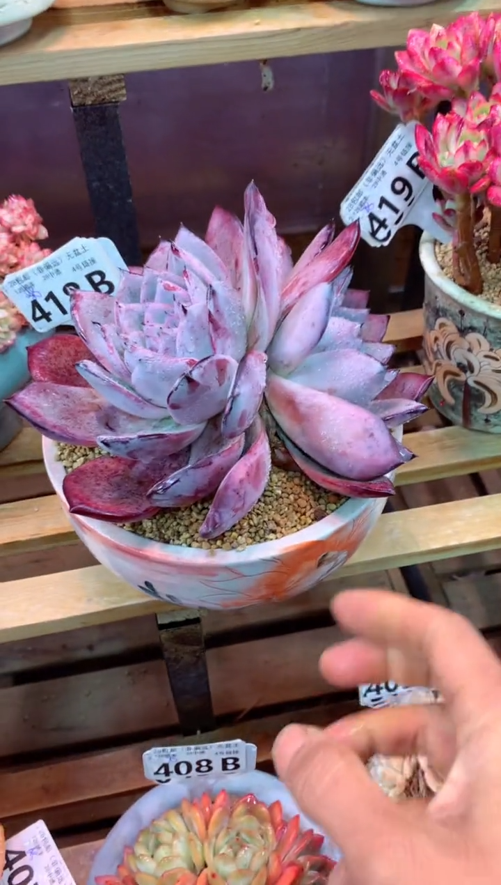 418B（一物一拍，精品多肉，w所见即所得 ）