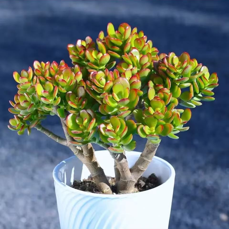 【中号老桩精品摇钱树】姬红花月 多肉盆栽 新手好养