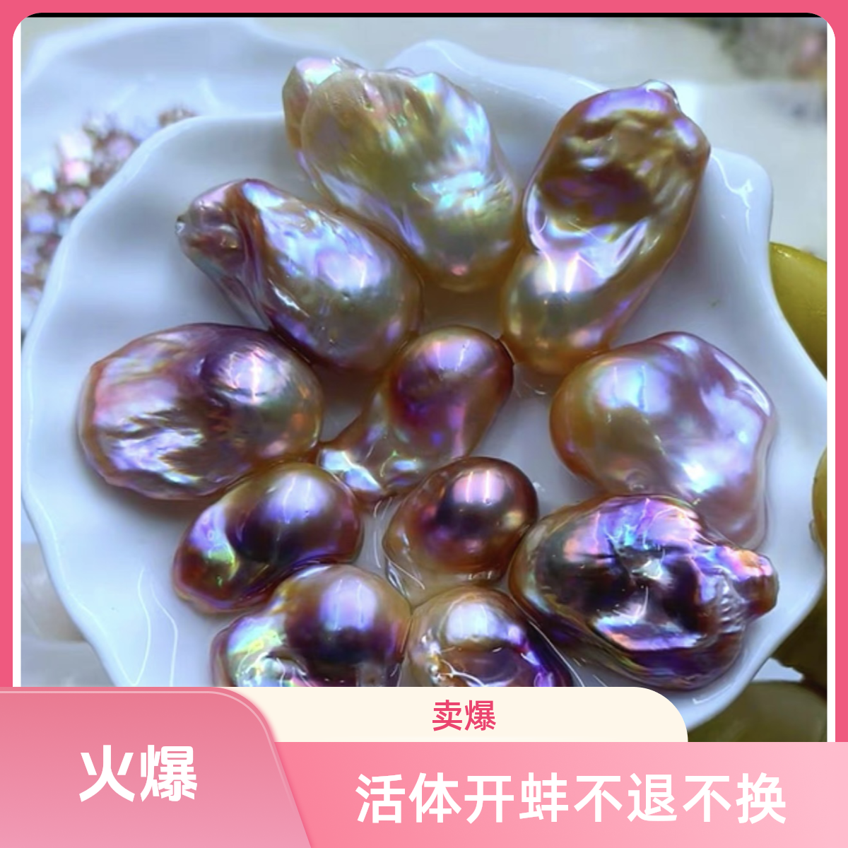 【顶流超巴】活体开蚌不退不换