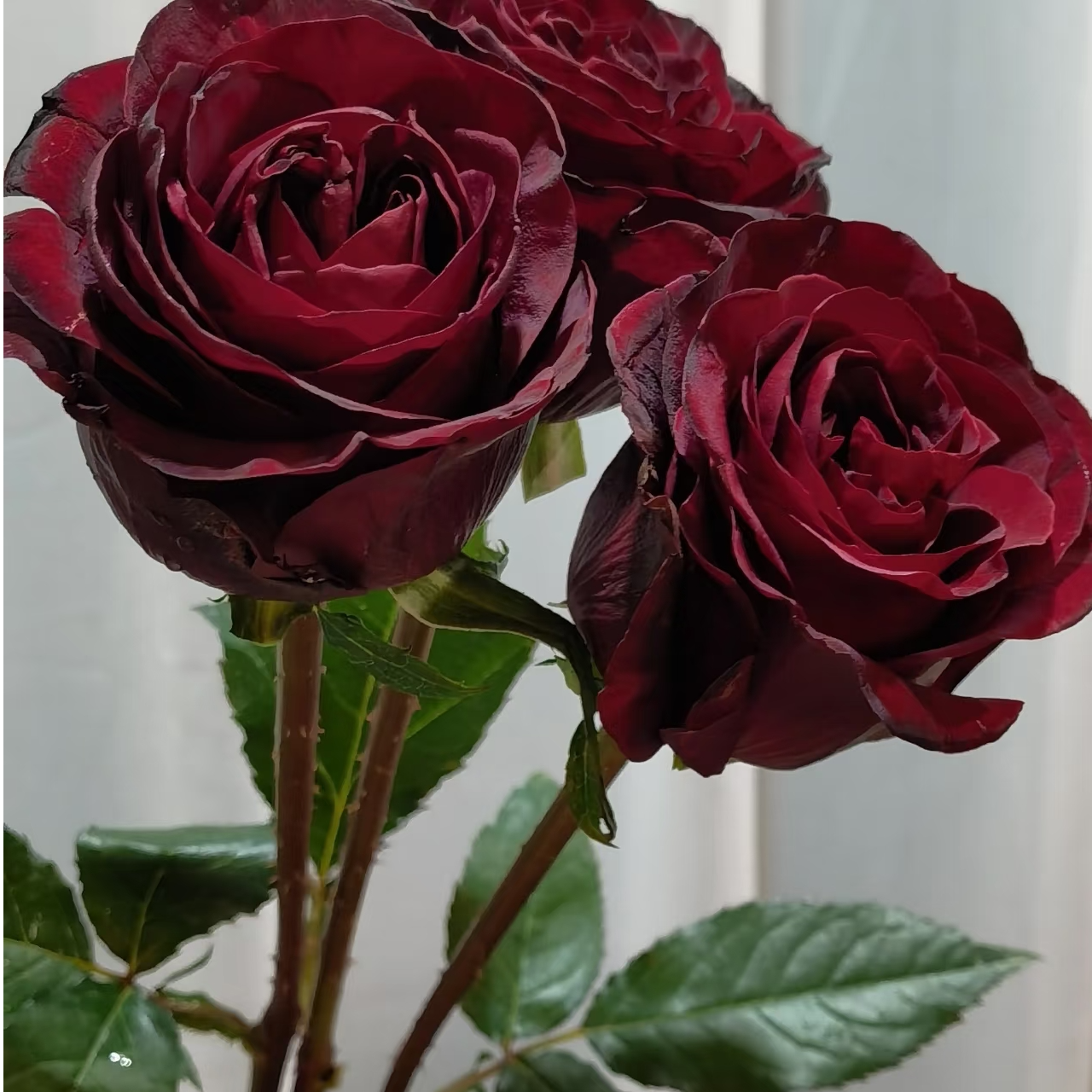 【夜宴】月季四季开花