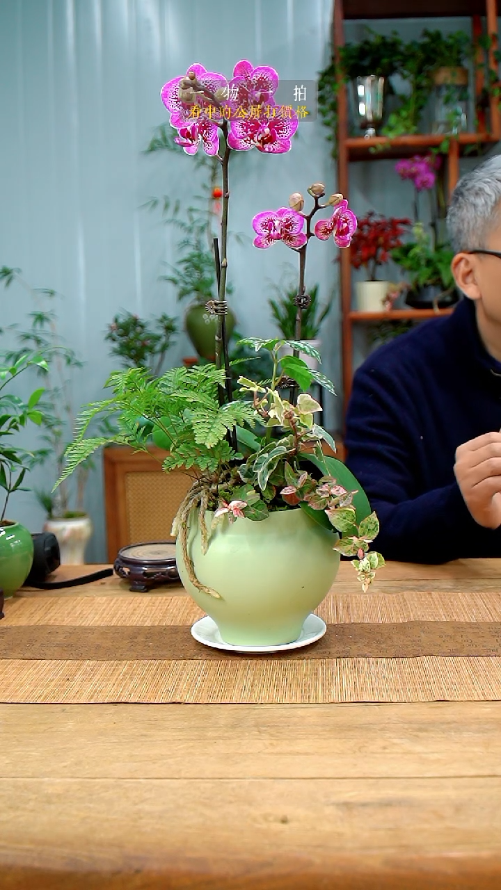 完全开放306蝴蝶兰