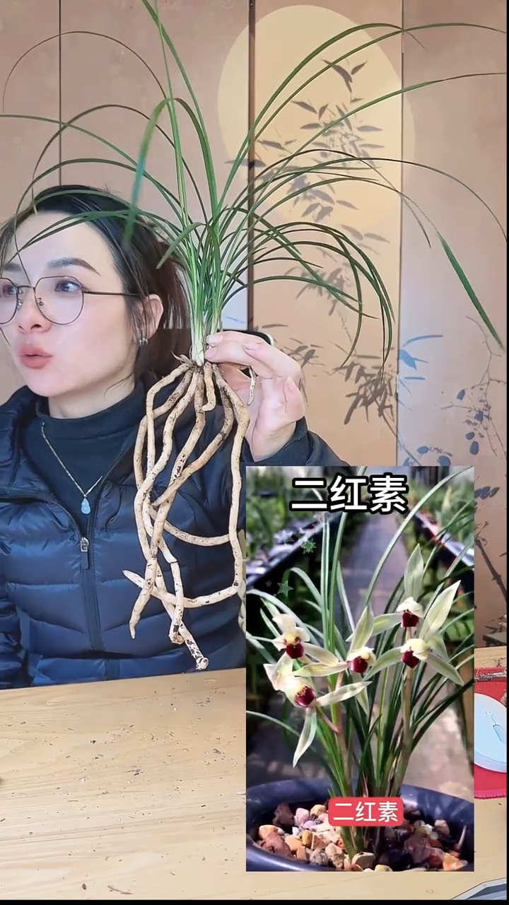 当前无花栽培后可以开花：二红素