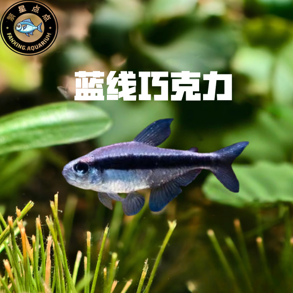蓝线巧克力霓虹 巧克力灯鱼热带鱼南美鱼高端鱼草缸鱼群游观赏鱼
