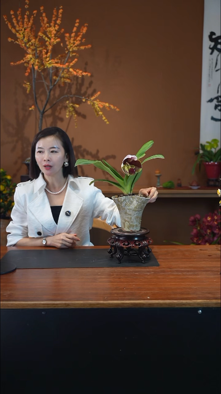 全部花朵红肉饼盆景盆景盆景