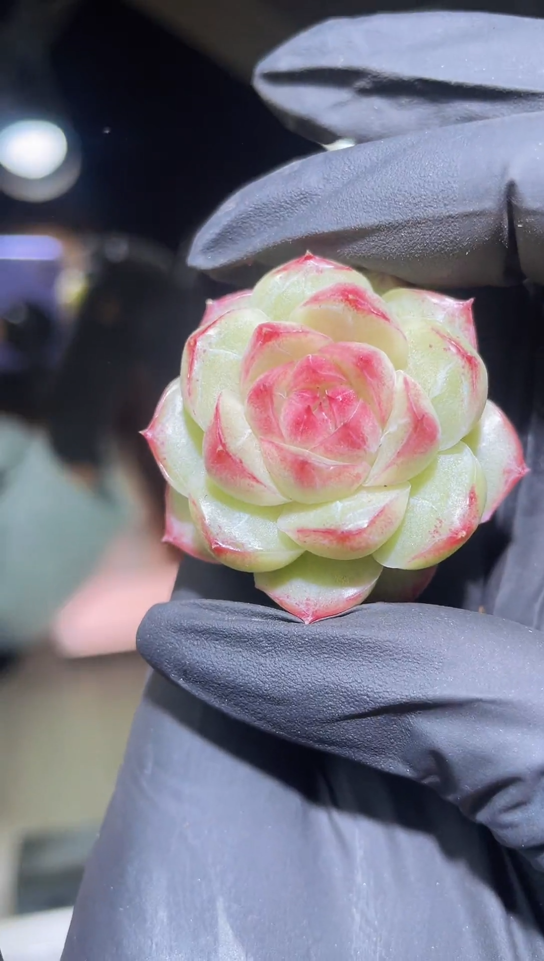 闪购2030  花妖多肉一颗  3.5-4厘米