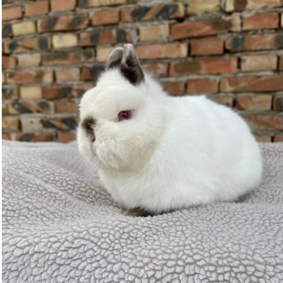 宠物兔侏儒兔猫猫兔安哥拉兔垂耳兔，直播间挑选，包活健康，疫苗全