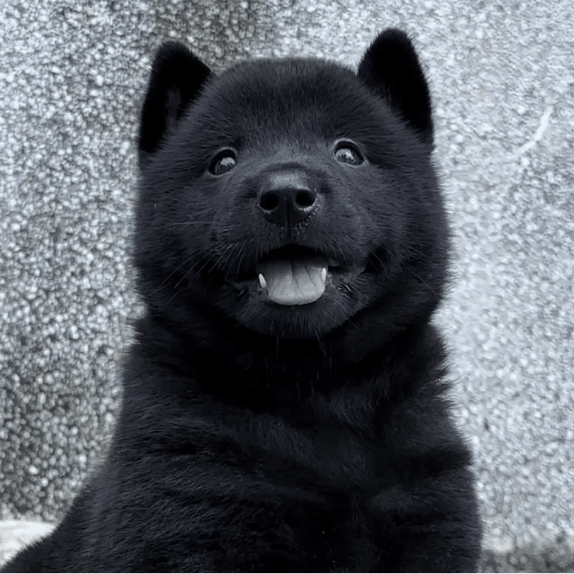 臻雪优宠丶田园犬繁殖基地