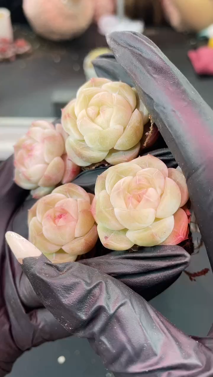 闪购1323  玻璃厂牌多肉一颗  3-3.5厘米