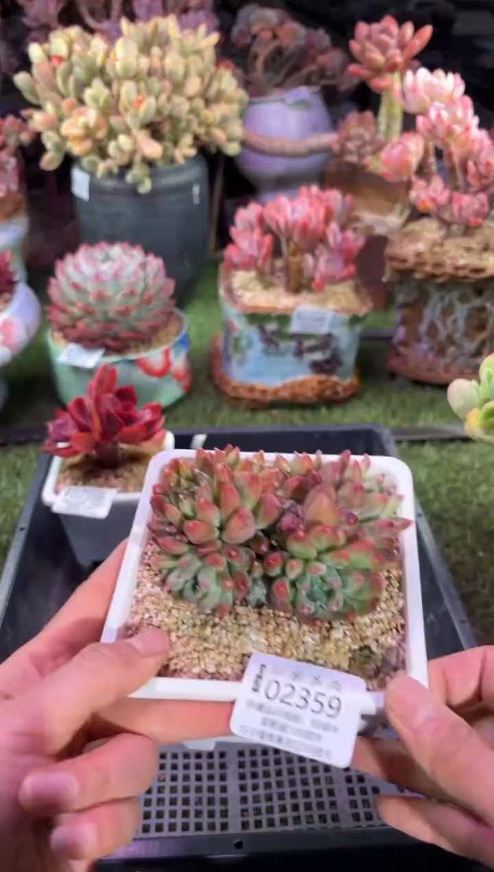 【闪购商品】02359