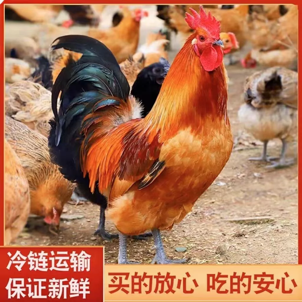 【菁心选】林地散养大公鸡干净肉质紧实净膛（4.5斤-5斤）/只不含内脏