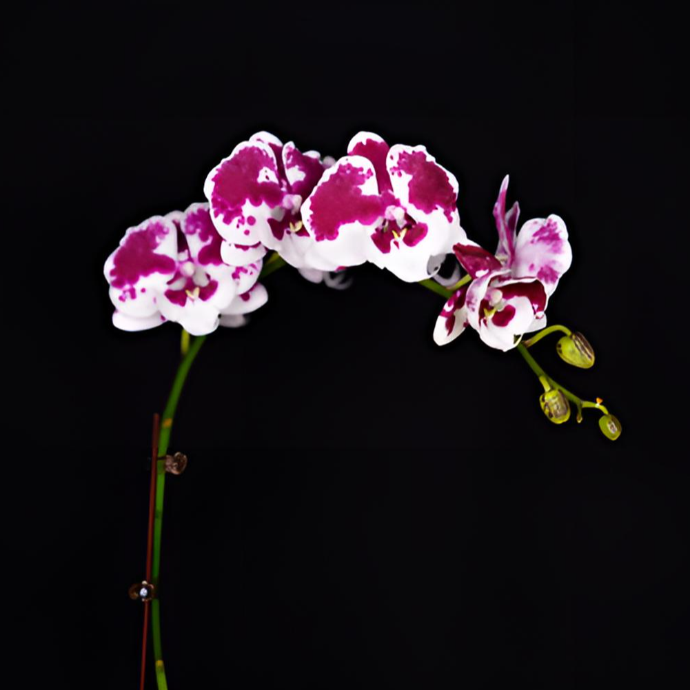 悠花里蝴蝶兰3.0寸【一千零一夜】带花带花苞开花株发货