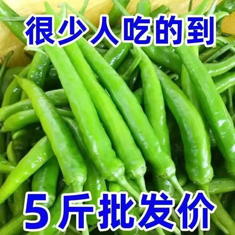 【5斤农家自种】薄皮青椒牛角椒现摘现发新鲜腌制自种蔬菜批发