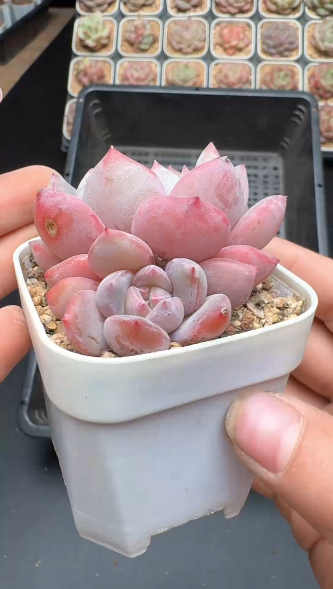 【闪购商品】307号一物一拍珍妮多肉花卉植物3颗起发