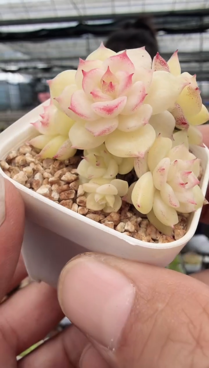 东云多肉园新款-101