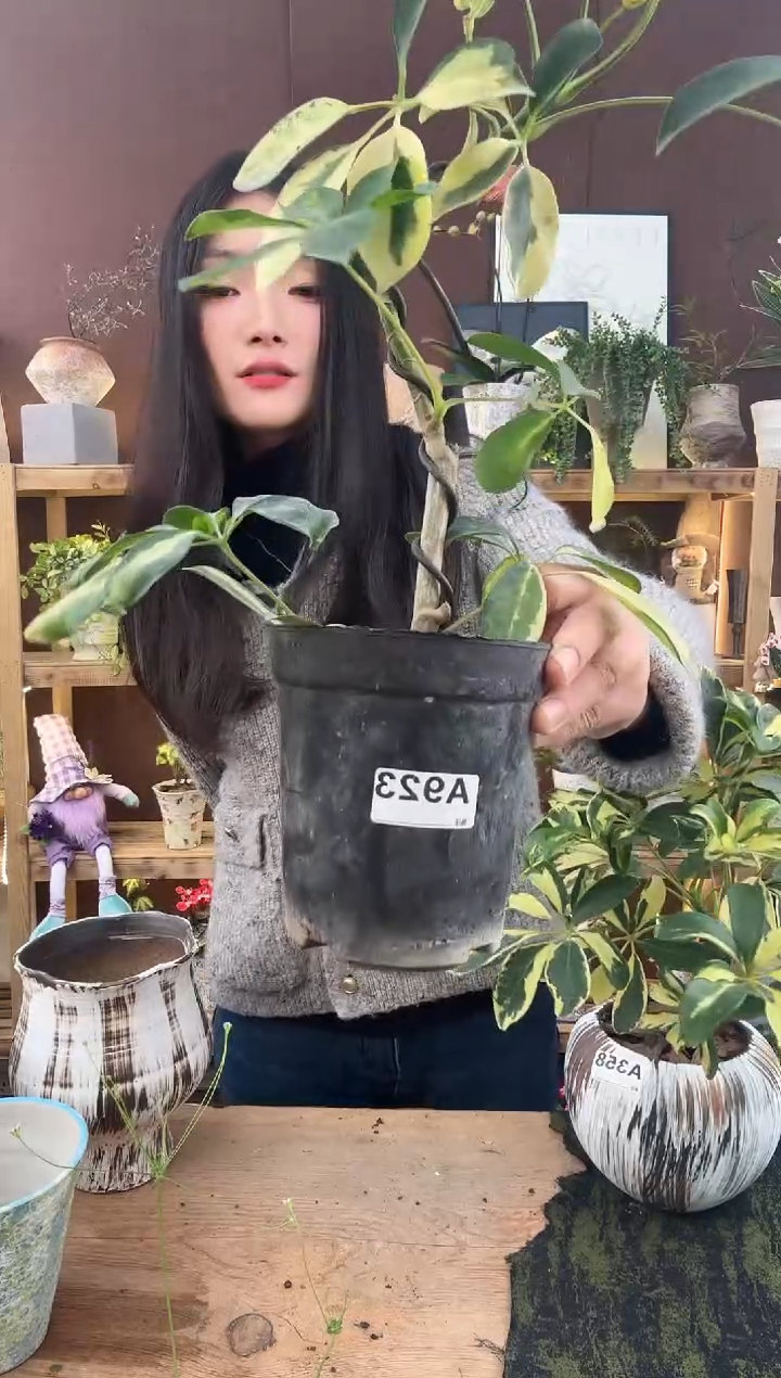 以实际为准J*F923花鸭育苗盆