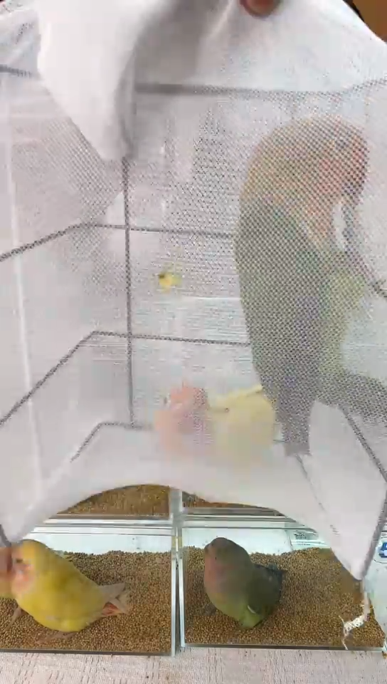 桃脸牡丹鹦鹉爱情鸟加黄金丝