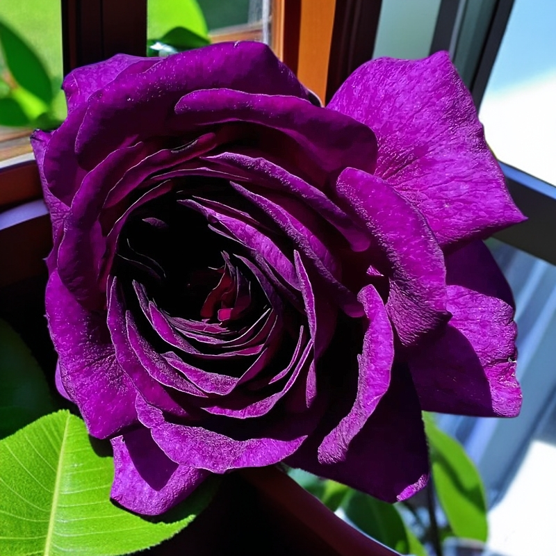 比利时月季灌木花苗花园阳台庭院多头月季花