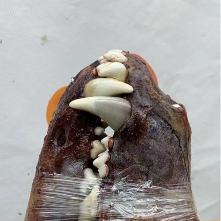 非金属珐琅手链 黑狗牙现拆bu退bu换