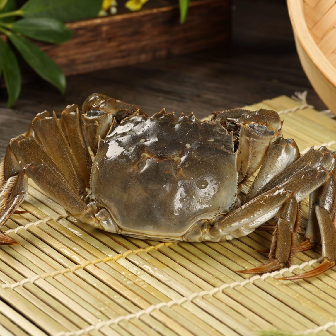 【活蟹现发】苏州太湖残大闸蟹4两公蟹10只装