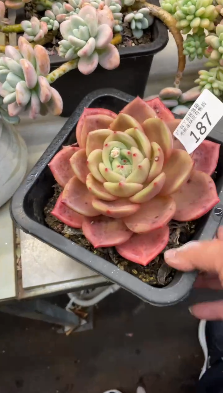 【闪购商品】187Q橙