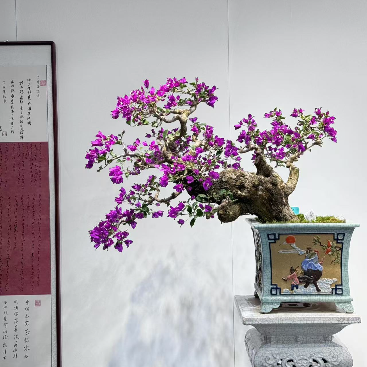 三角梅临水小叶紫