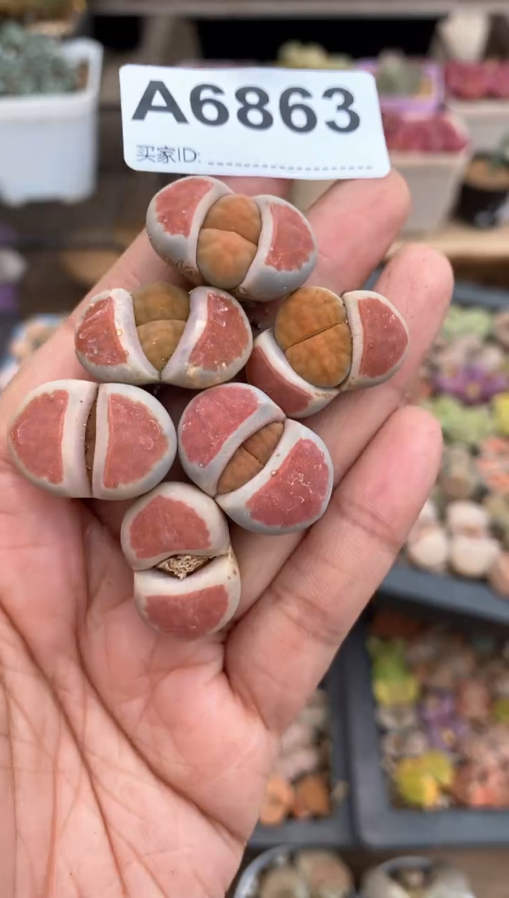 【闪购商品】6863直播一物一拍