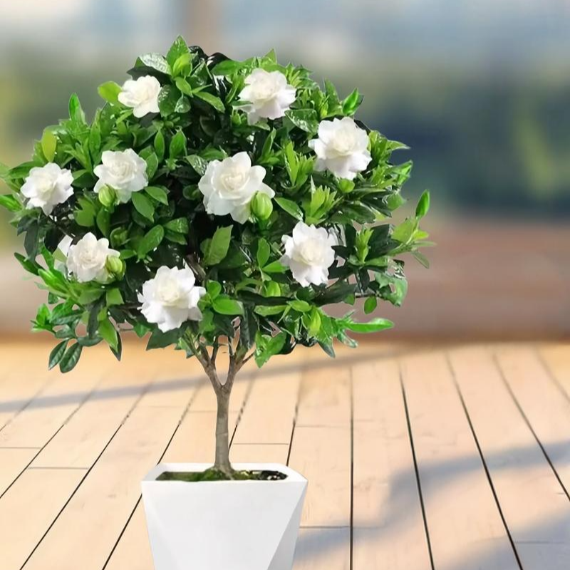 大叶栀子花新手入门好养绿植花卉