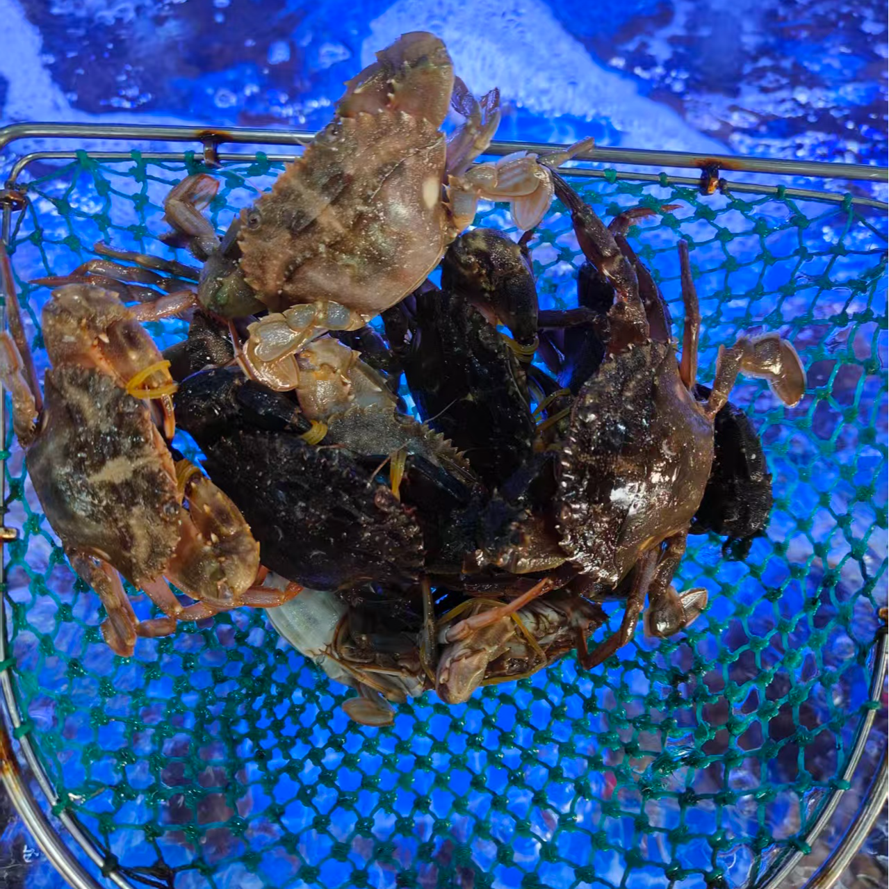 【海虹蟹母】渤海湾鲜活海虹蟹 3斤装（肉质鲜甜 保鲜不保活）