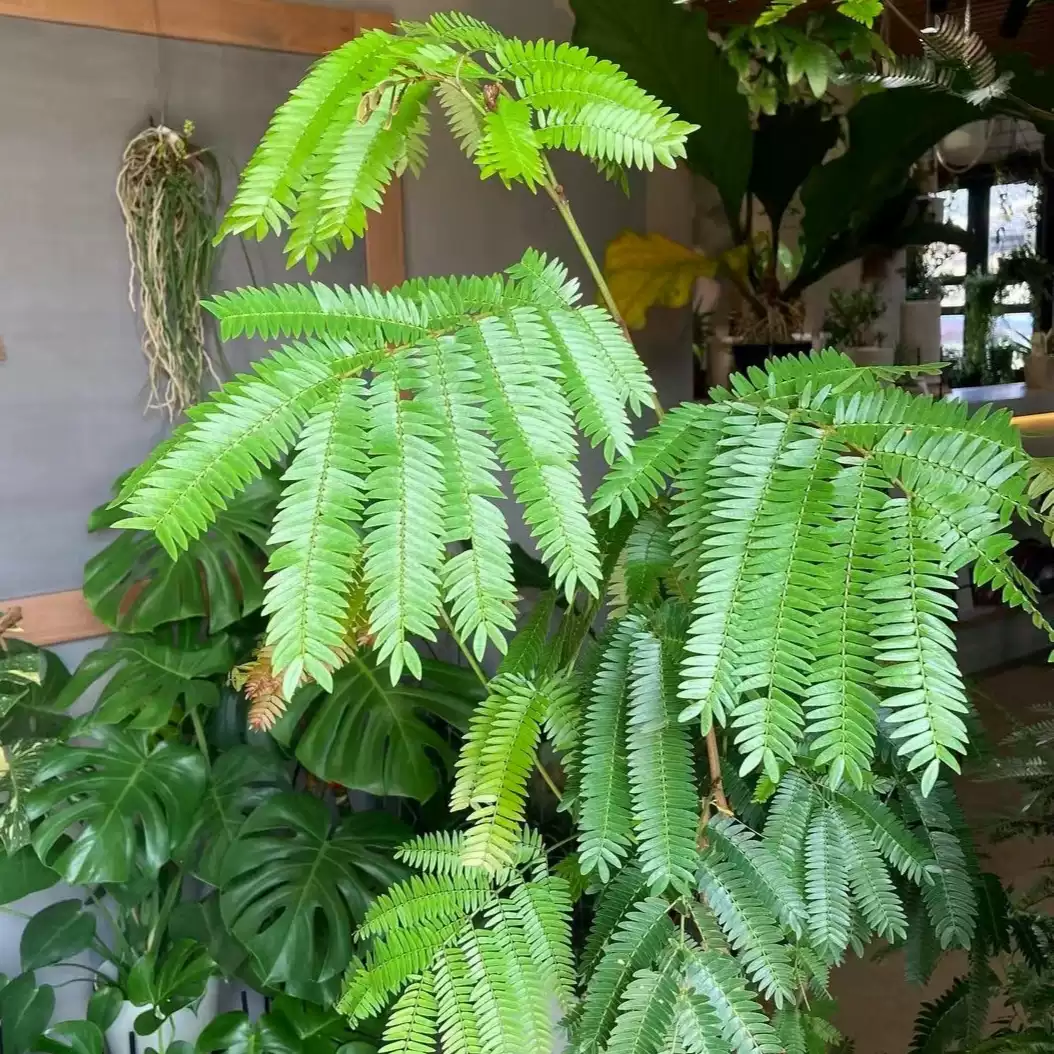 【有植依密叶猴】密叶猴耳环盆栽网红绿植室内大树好养日本进口