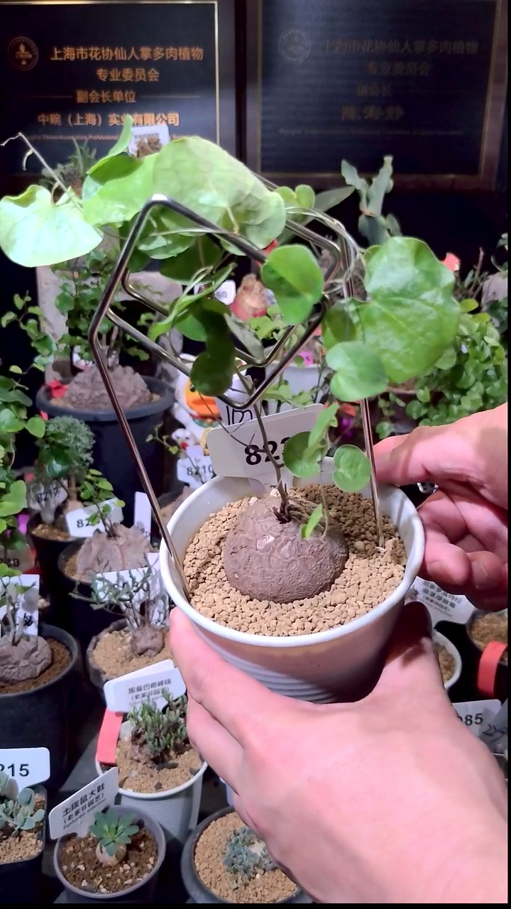 8235号1229精品植物南非龟甲龙单颗
