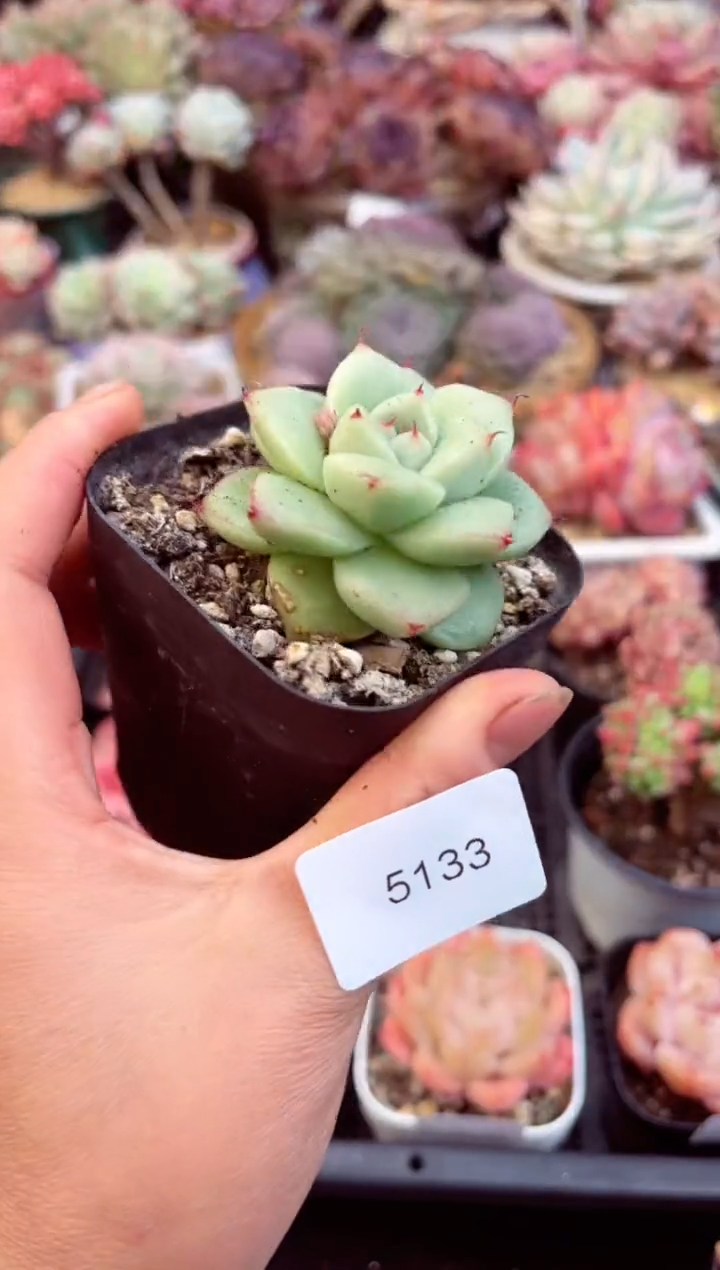 【闪购商品】5133厚叶乌木多肉